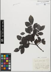 Foto von Salix glabra Scop.